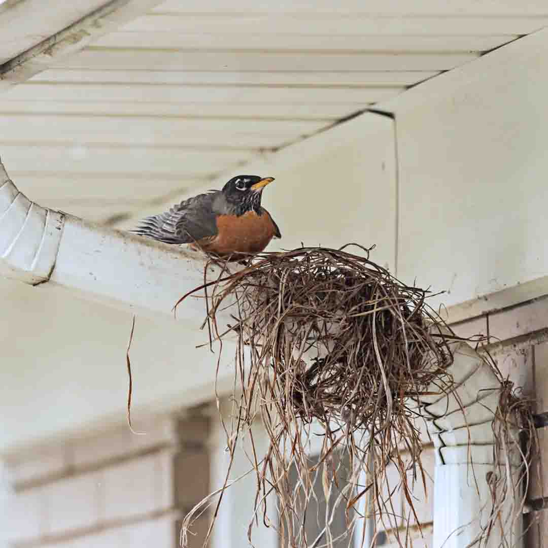 A black and brown bird sitting on a venting pipe near it's nest.