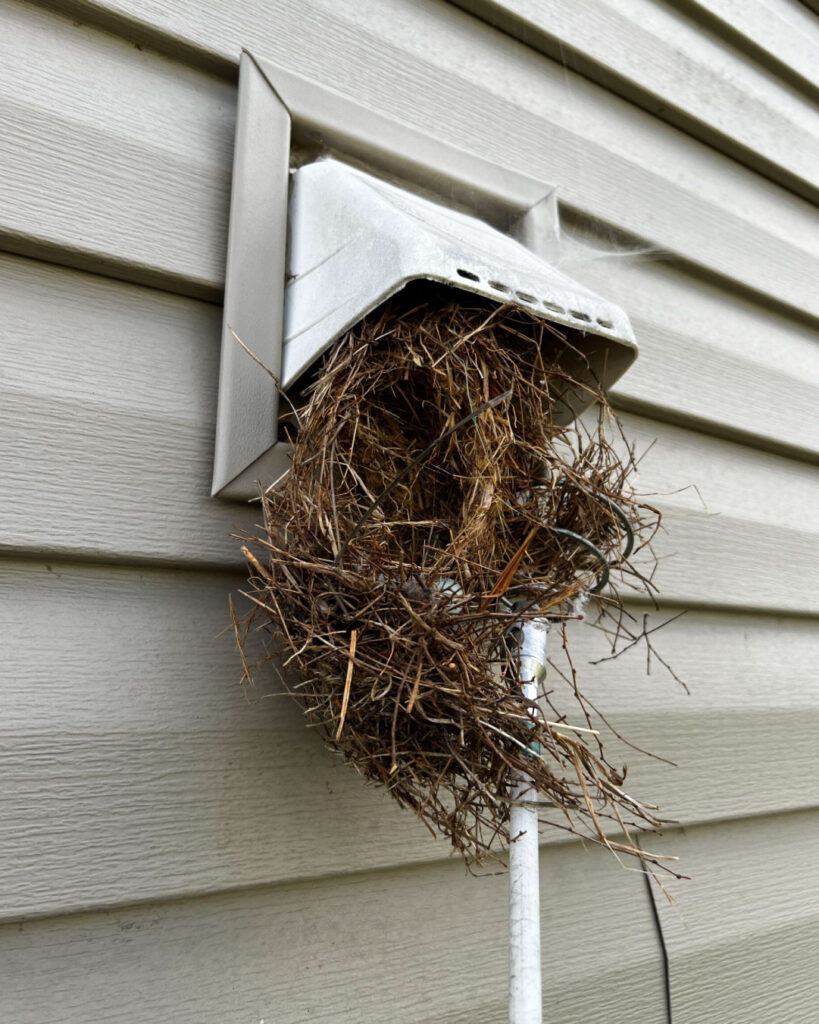 A dryer vent opening on the outside of a house that has a bird next hanging out of it.